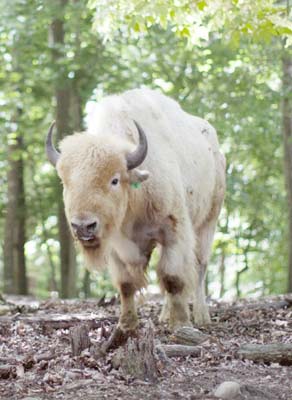 See this rare white buffalo at Briarwood!