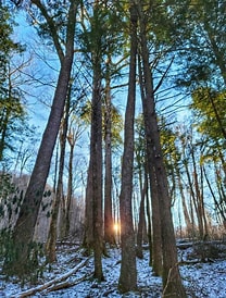 Albright Grove