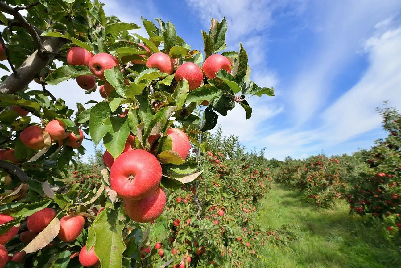 An idyllic apple orchard.