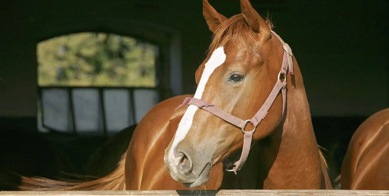 A beautiful brown horse in a stable.